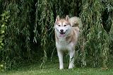 SIBERIAN HUSKY 922